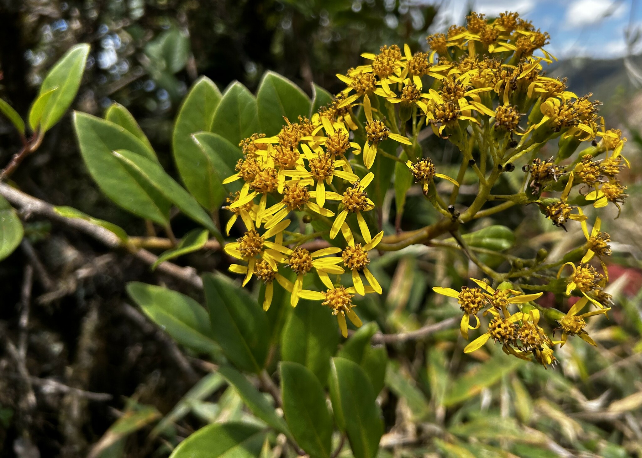 Pentacalia dorrii image
