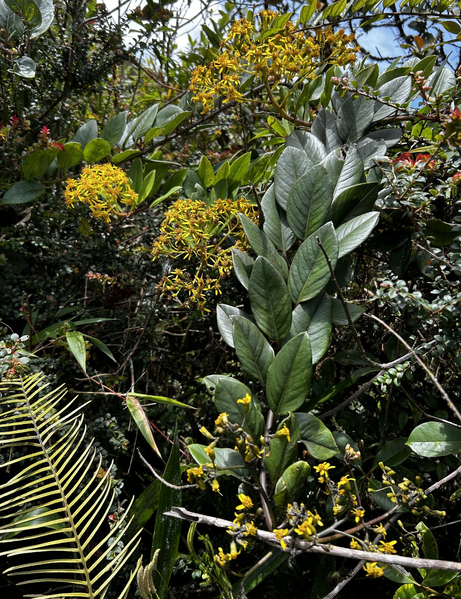 Pentacalia image
