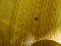 Planaphrodes