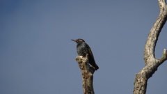 Sturnus vulgaris
