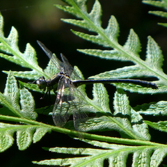 Octogomphus specularis