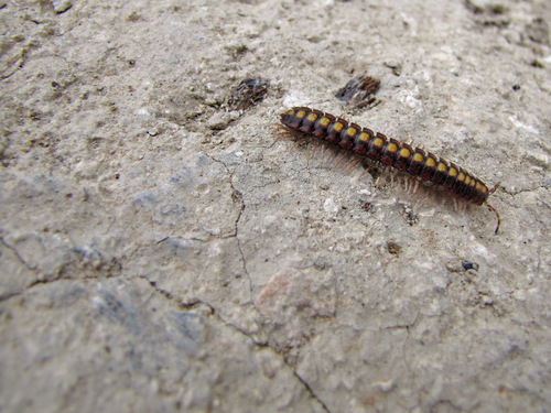 Melaphe vestita