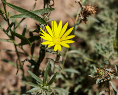 Xanthisma texanum drummondii