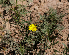 Xanthisma texanum drummondii