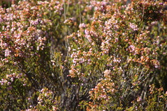 Erica curvirostris