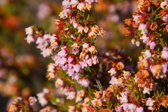 Erica curvirostris