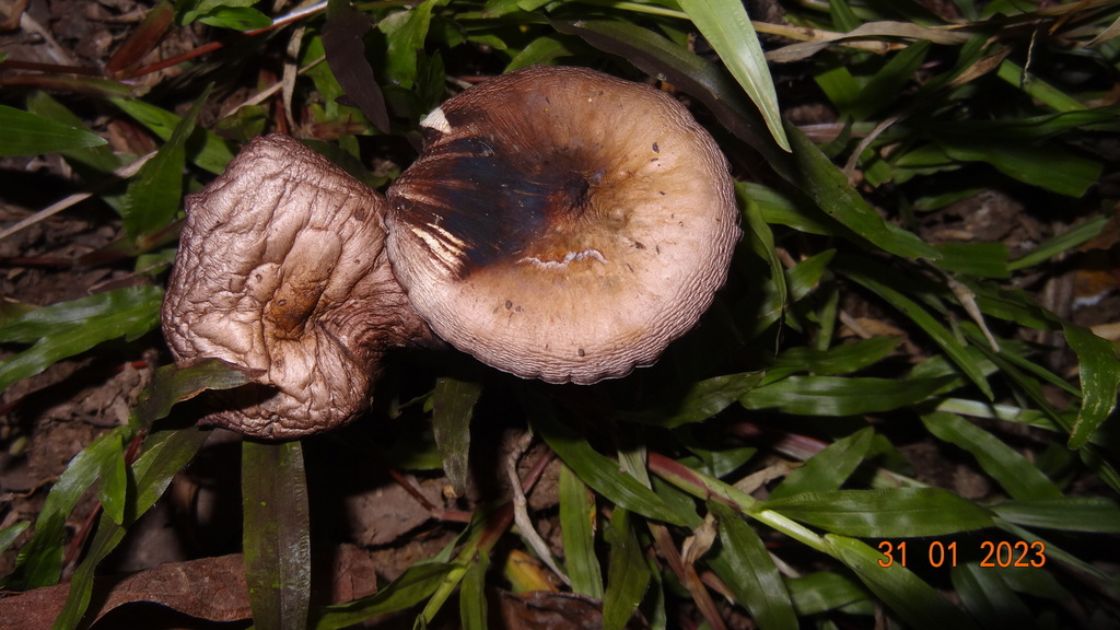 Psilocybe cubensis · January 2023 · photo: © ignaciomoreiracorral (iNaturalist, cc-by-nc)