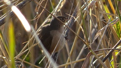Troglodytes aedon