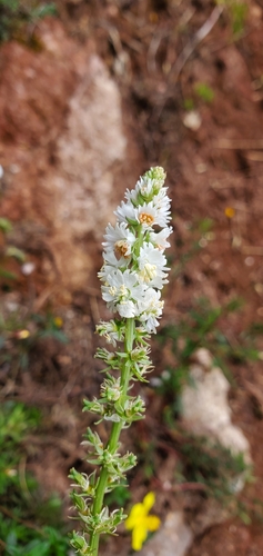 Reseda barrelieri (Reseda barrelieri)