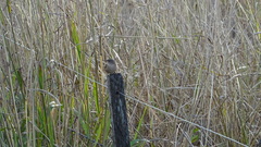 Troglodytes aedon