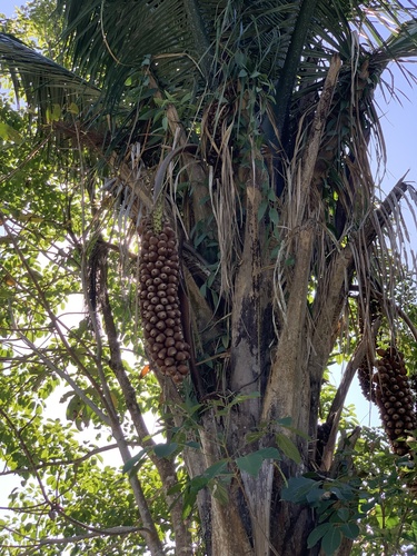 Babaçu