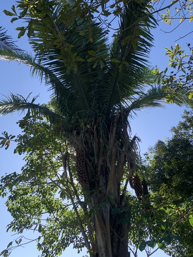 Foto de Babaçu