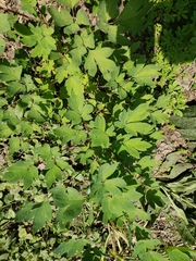 Lamprocapnos spectabilis
