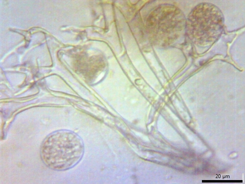 Plasmopara nivea nuotrauka