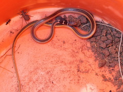 Psammophis angolensis