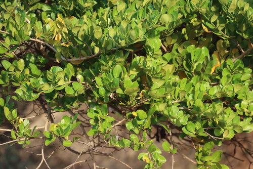 Image of Psydrax obovatus by (c) Tony Rebelo, some rights reserved (CC BY-SA)