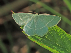 Chlorissa viridata
