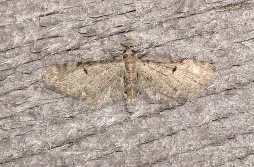 Common Eupithecia Moth photo 3