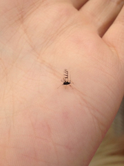 Aphidoidea