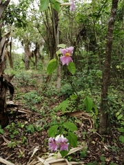 Bignonia potosina