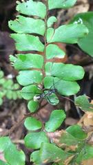 Dolichoderus rugosus