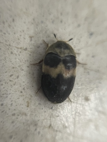 Attagenus fasciatus observed 2024-07-16