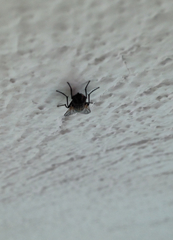 Diptera