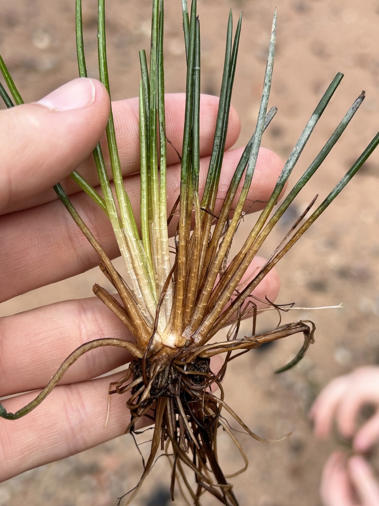 quillworts from Apostle Islands National Lakeshore, WI, US on July 8 ...