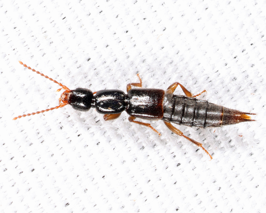 Lathrobium rhodeanum