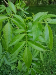 Fraxinus excelsior
