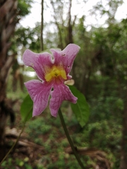 Bignonia potosina
