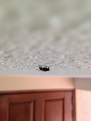 Diptera