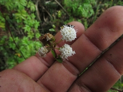 Ageratina gracilis