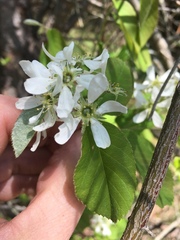 Amelanchier interior
