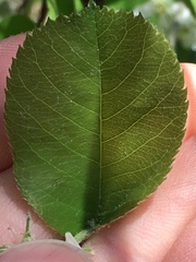 Amelanchier interior