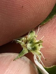 Amelanchier interior