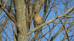 Daptrius chimango