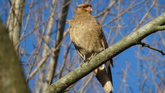 Daptrius chimango