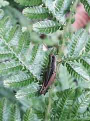 Orphulella concinnula