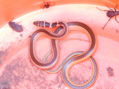 Psammophis angolensis