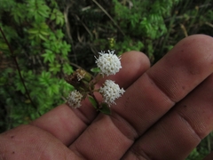 Ageratina gracilis