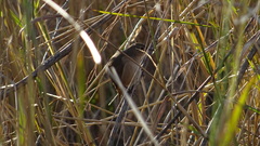 Troglodytes aedon