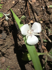Calochortus minimus