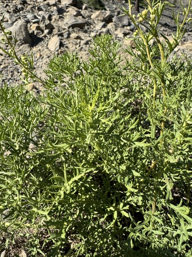 Image of Lemon Sagewort (Artemisia michauxiana) by no rights reserved