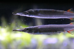 Freshwater Halfbeak photo 1