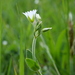 Common Mouse-ear Chickweed - Photo (c) Wolfgang Jauch, some rights reserved (CC BY), uploaded by Wolfgang Jauch