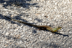 Lacerta trilineata
