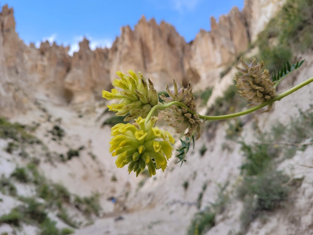 Astragalus gymnalopecias