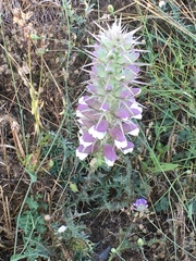 Acanthus spinosus