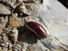 Cosmozosteria bicolor